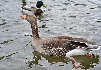 Image showing duck 