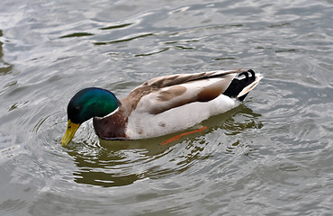 Image showing duck 