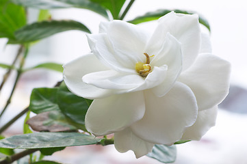 Image showing Flowering Gardenia
