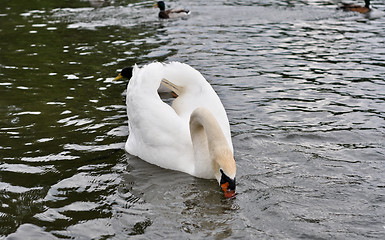 Image showing white swan