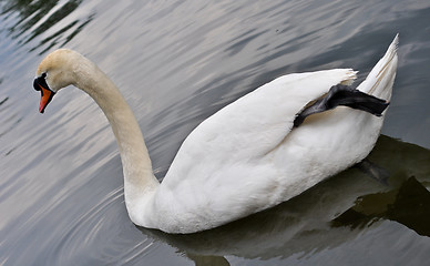 Image showing white swan