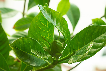 Image showing Bud of Gardenia