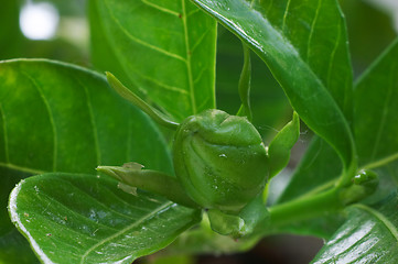 Image showing Bud of Gardenia