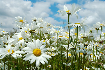 Image showing Field of daisies