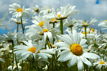 Image showing Field of daisies