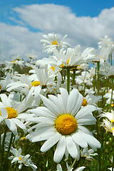 Image showing Field of daisies