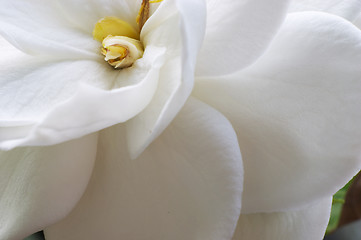 Image showing Flowering Gardenia