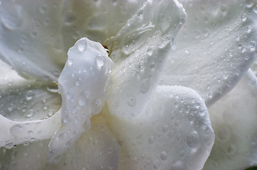 Image showing Wet Gardenia flower
