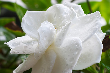 Image showing Wet Gardenia flower