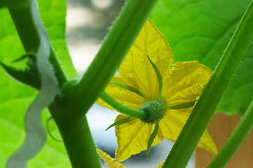 Image showing Blossom cucumber