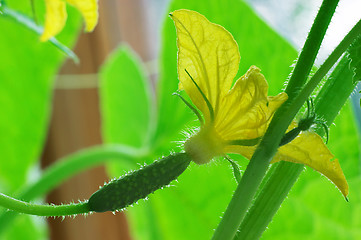 Image showing Blossom cucumber