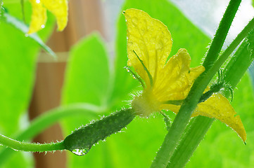Image showing Blossom cucumber