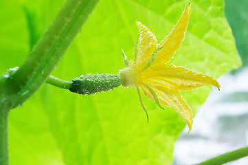 Image showing Blossom cucumber