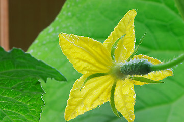 Image showing Blossom cucumber