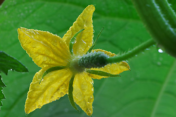 Image showing Blossom cucumber