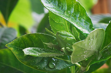 Image showing Wet bud of Gardenia