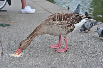 Image showing duck 