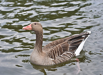 Image showing duck 