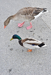 Image showing ducks