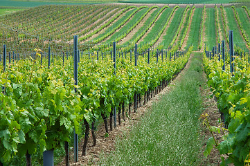 Image showing Green vineyard, Germany