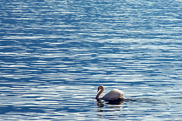 Image showing Lake Leman, Swan