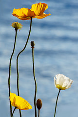 Image showing Poppies