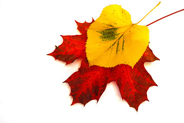 Image showing Colored leaves 