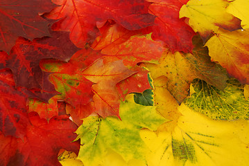 Image showing Colored leaves 