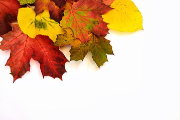 Image showing Colorful autumn leaves