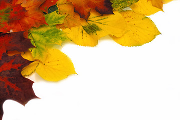 Image showing Colorful autumn leaves