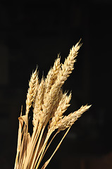 Image showing Golden cereal