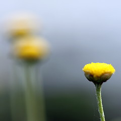 Image showing Chamomile