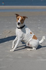 Image showing dog at the beach