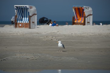 Image showing beach scene with seagull