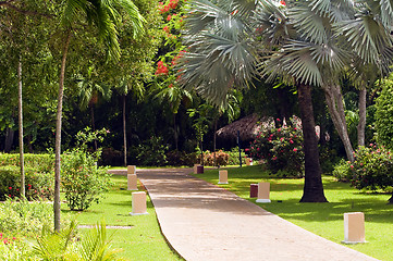 Image showing Tropical vegetation.