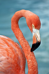 Image showing Pink Flamingo.