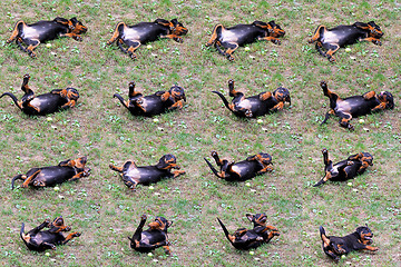 Image showing Puppy collage