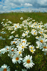 Image showing Field of daisies