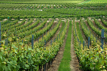 Image showing Green vineyard, Germany