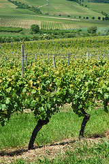 Image showing Green vineyard, Germany