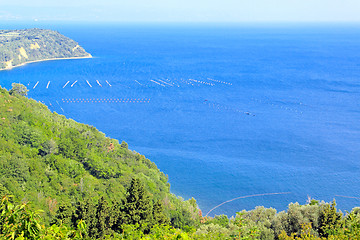 Image showing Shell sea farm