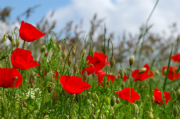 Image showing Poppies