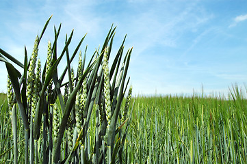 Image showing Green rye and blue sky