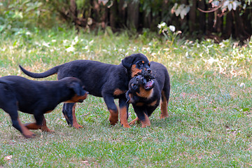 Image showing Rottweiler puppies