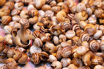 Image showing Small sea snails