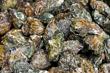 Image showing Oysters pile