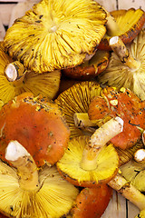 Image showing Fresh Chanterelle