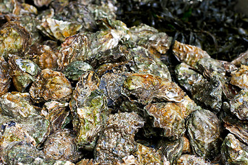 Image showing Oysters