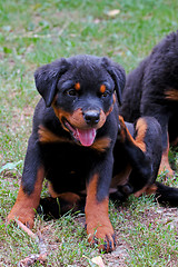 Image showing Rottweiler puppy