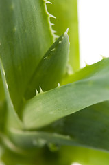 Image showing Aloe vera - herbal medicine 